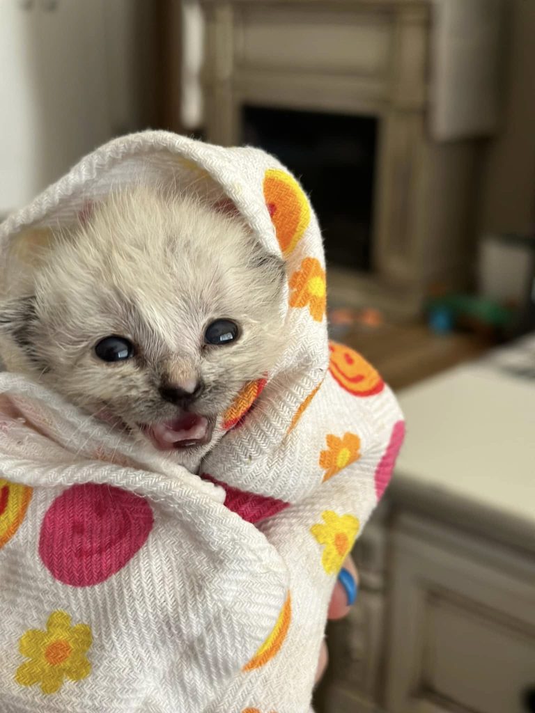 Kitten in a blanket