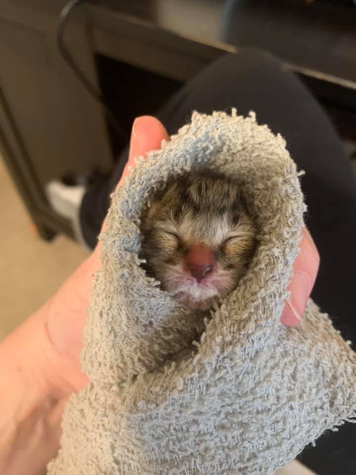 Baby kitten in blanket