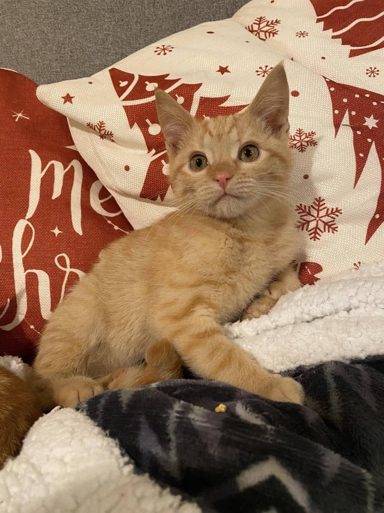 Orange kitty