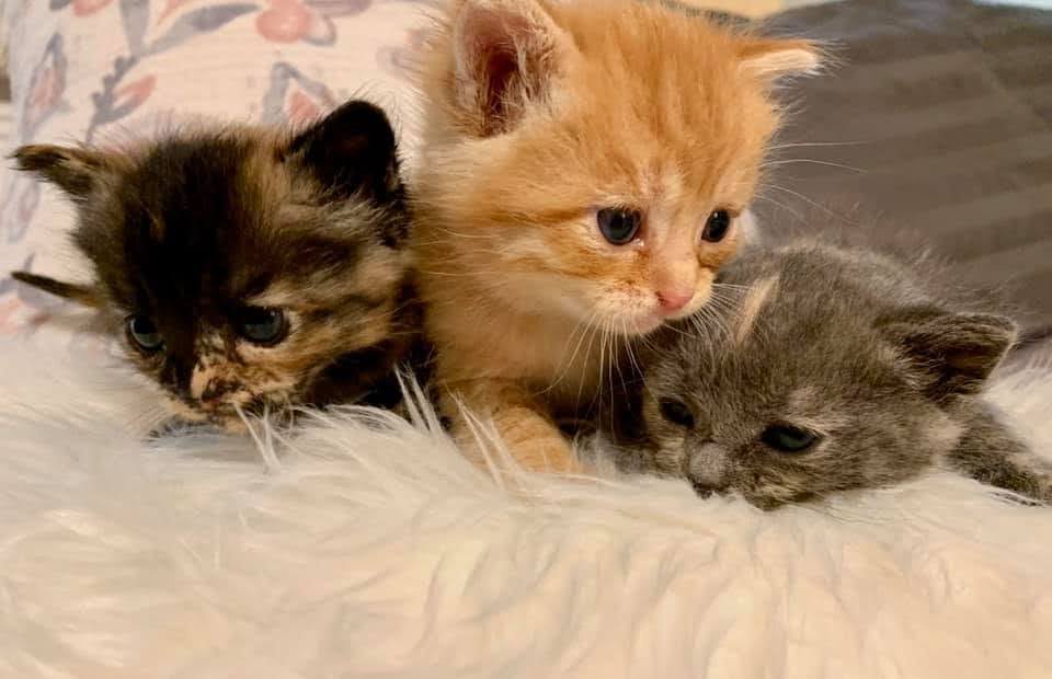 Three kittens in a row